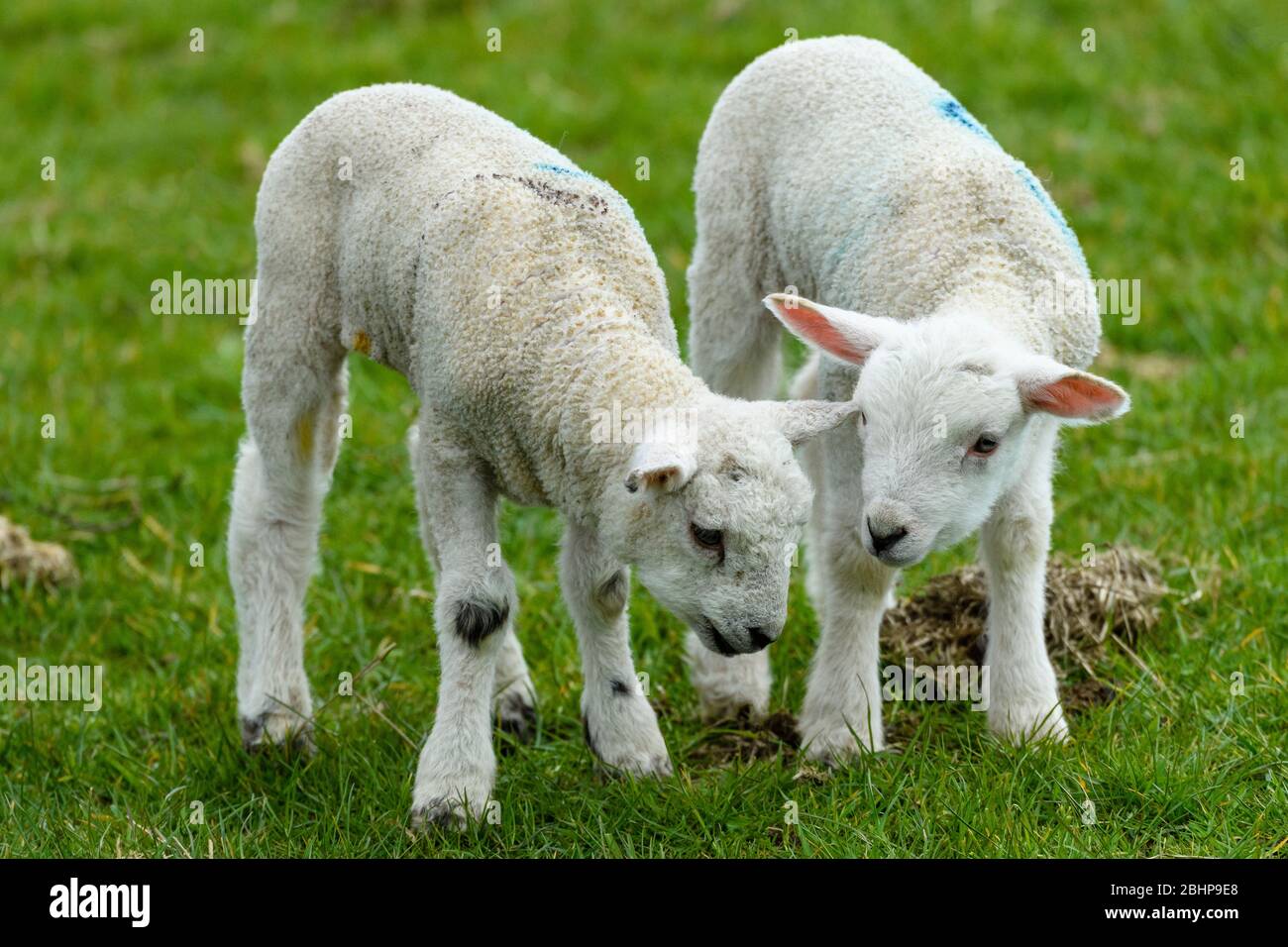 2 kleine süße weiße Lämmer auf Gras, die im Frühjahr in der Nähe (Kopf zusammen) nebeneinander auf dem Feld stehen - West Yorkshire, England, GB, UK. Stockfoto