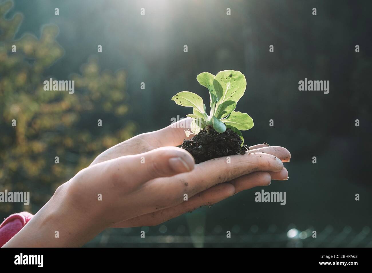 Frau Hände Pflanzen einen Samen im Garten Garten - Mädchen Gartenarbeit während der Quarantäne Isolation - Fokus auf Pflanzen - Natur und Pflege-Konzept Stockfoto