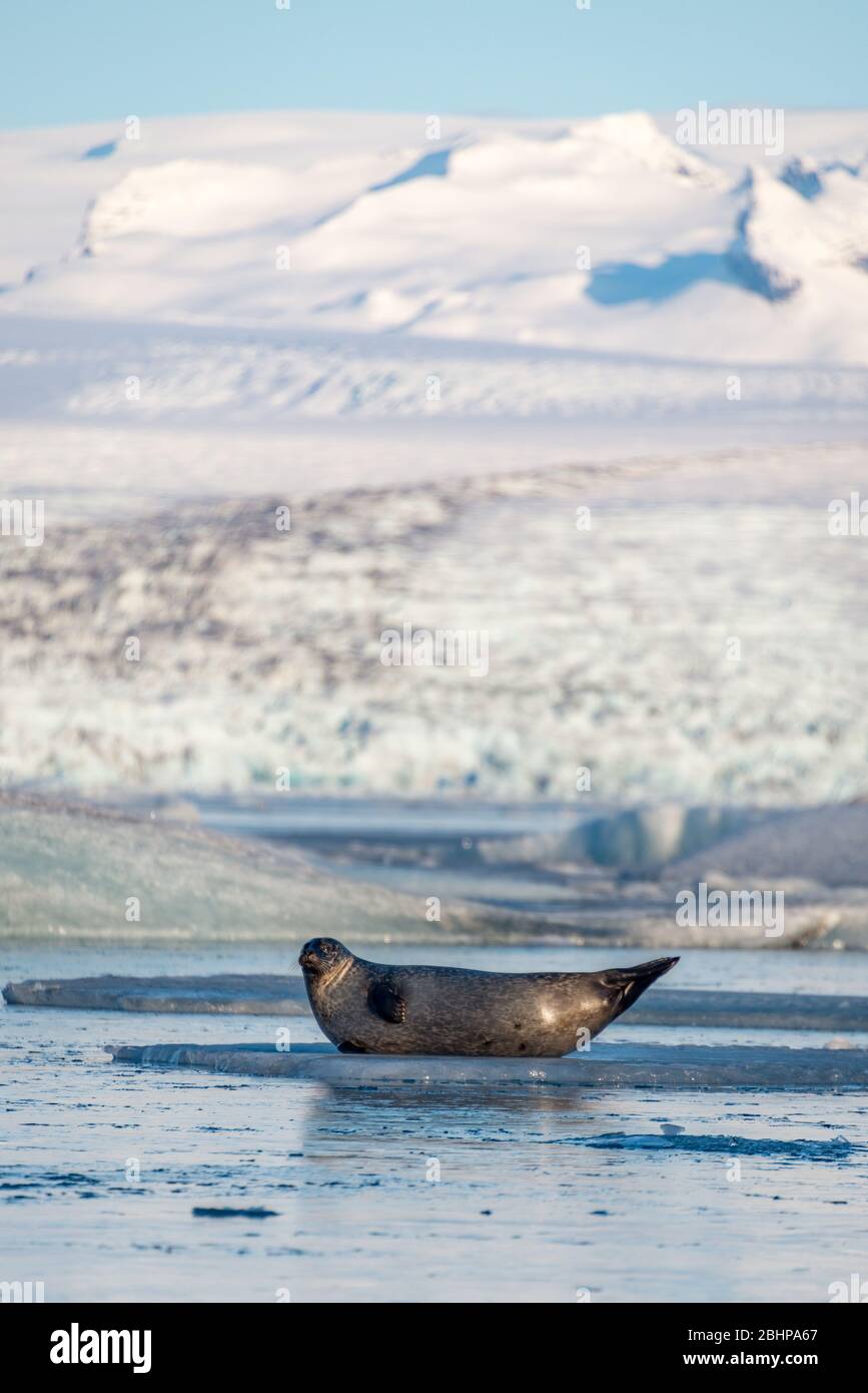Jökulsárlón Gletschersee, Island Stockfoto