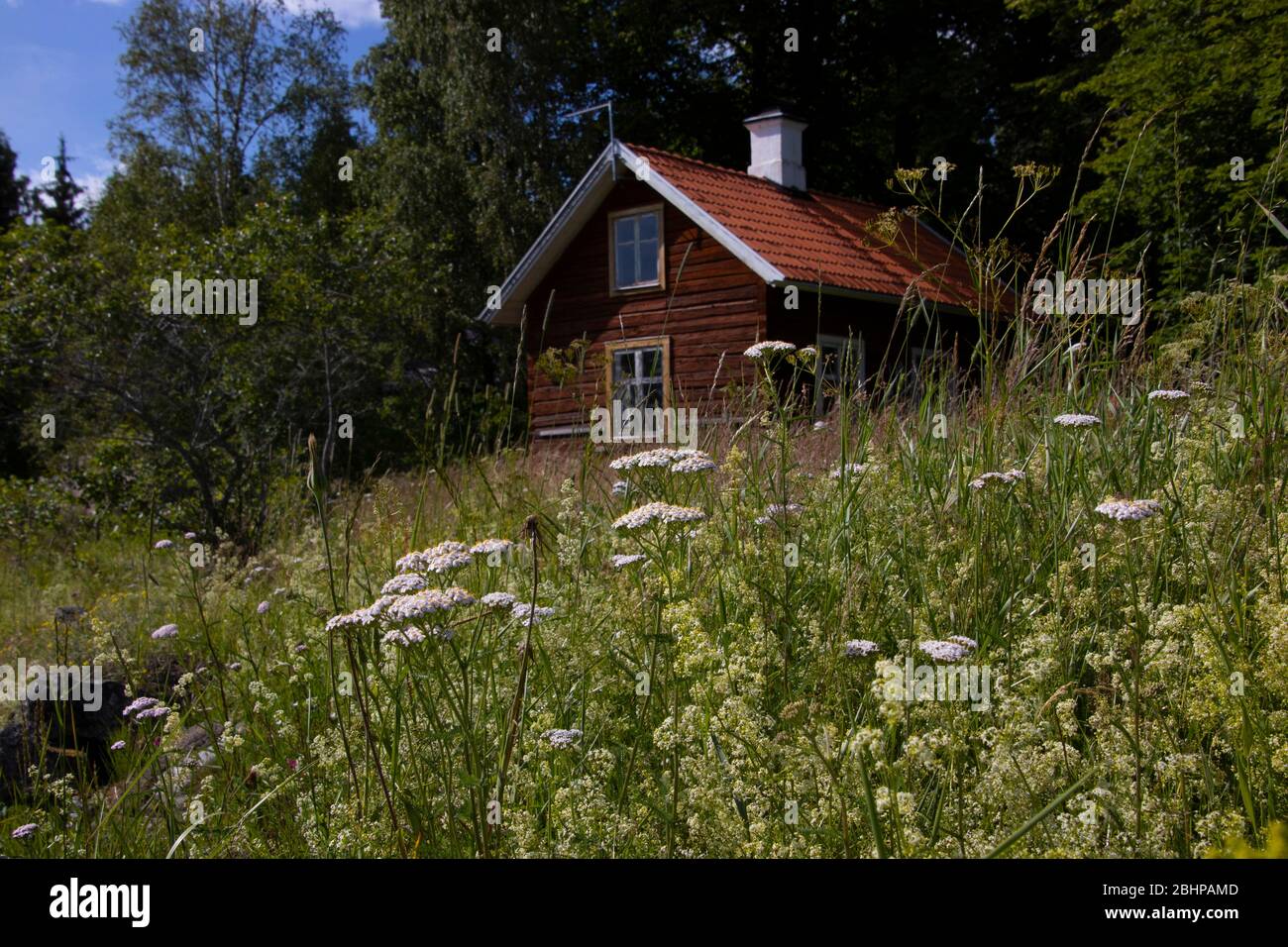 Einheimische schwedische Wildblumenwiese und eine traditionelle Blockhütte im Hintergrund Stockfoto