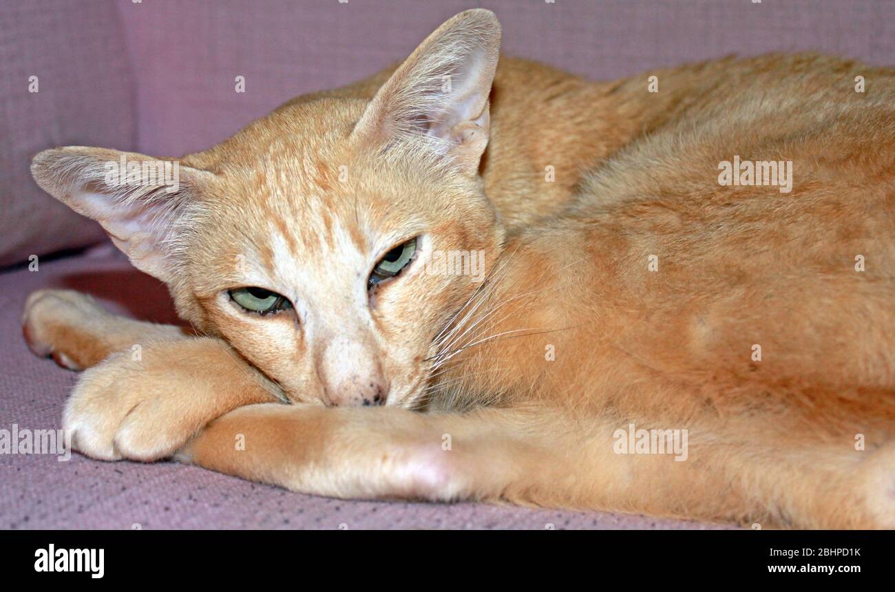 Orientalisch/siamesische rot gepunktete, gestromte Katze Stockfoto