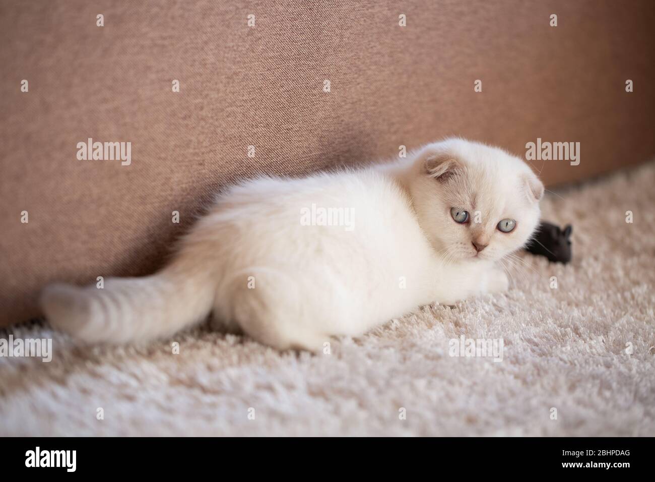 Ein süßes weißes Kätzchen liegt auf einer weichen Matte auf dem Boden und spielt mit einer Spielzeugmaus. Stockfoto