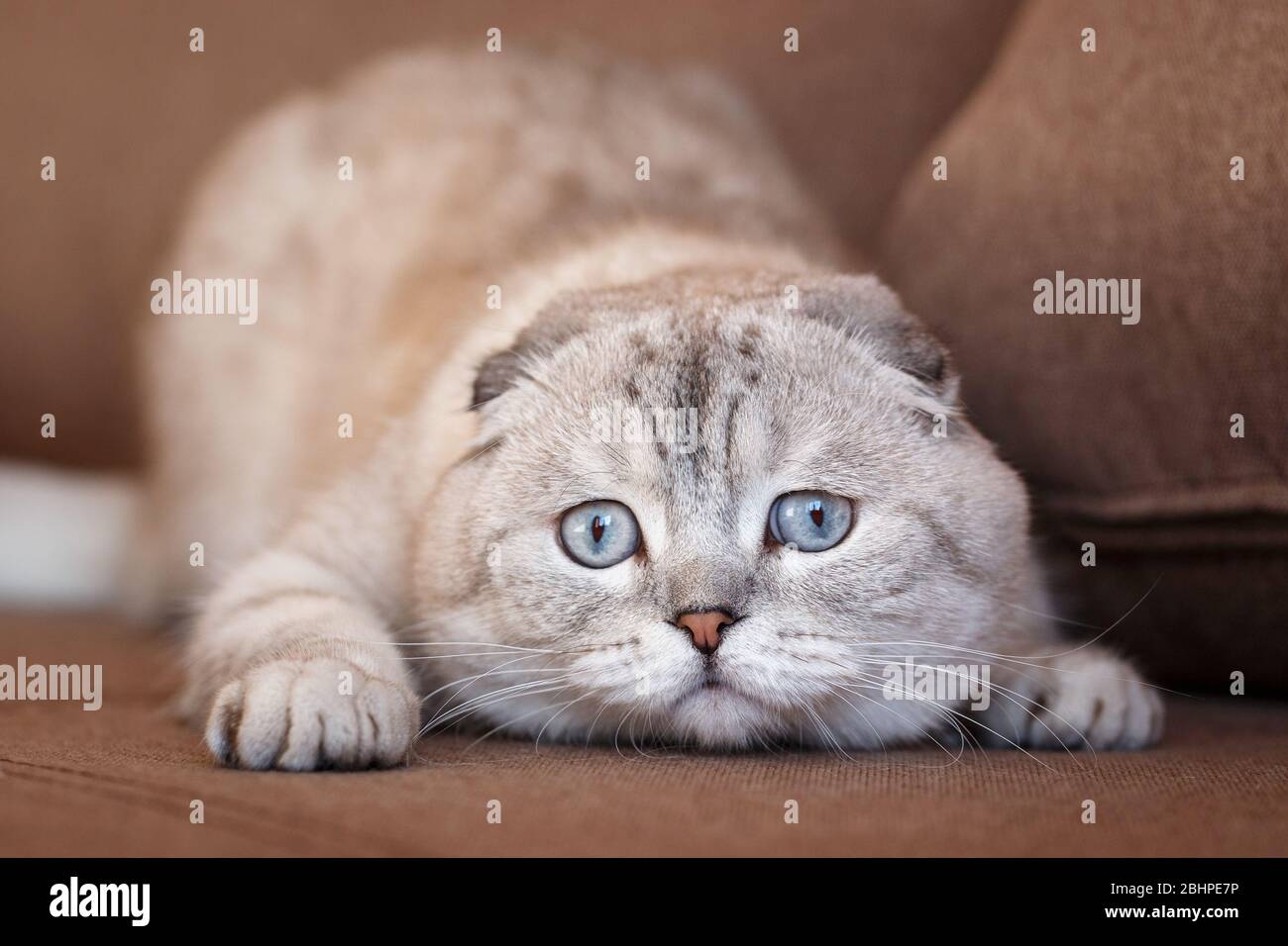Lustige Katzen mit großen blauen Augen auf dem Sofa zu Hause. Stockfoto