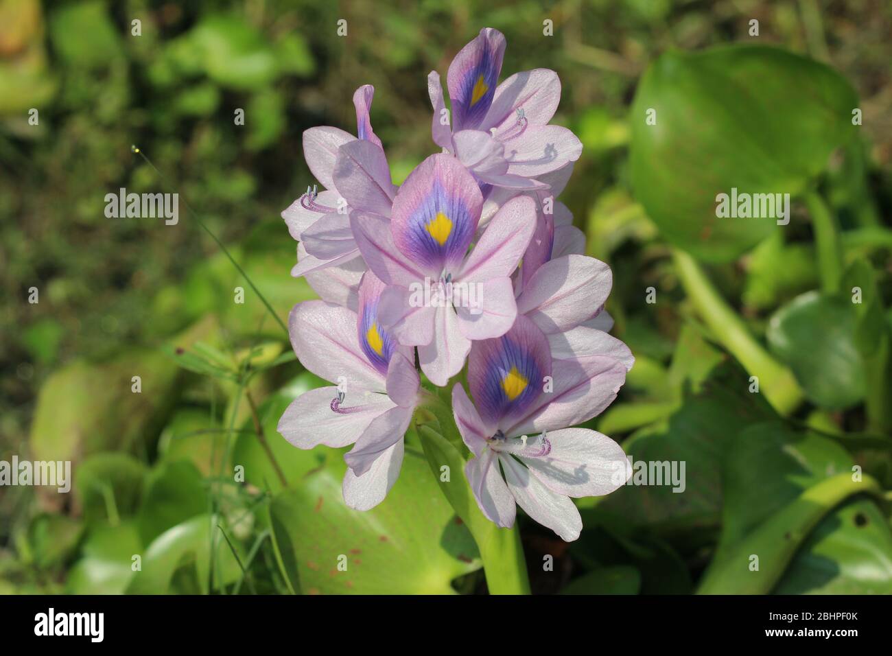 Die Natur entdecken Stockfoto