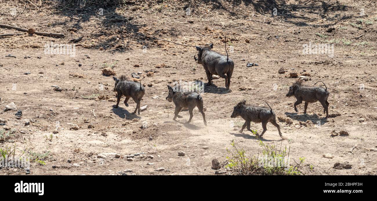 Gewöhnliche Warzenschweine (Phacochoerus africanus), die im Kruger Nationalpark, Südafrika, entdeckt wurden Stockfoto