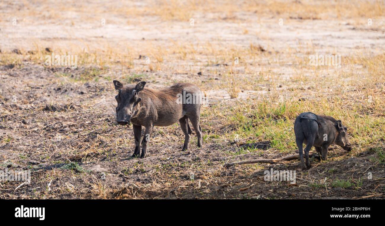 Gewöhnliche Warzenschweine (Phacochoerus africanus), die im Hwange Nationalpark, Südafrika, entdeckt wurden Stockfoto