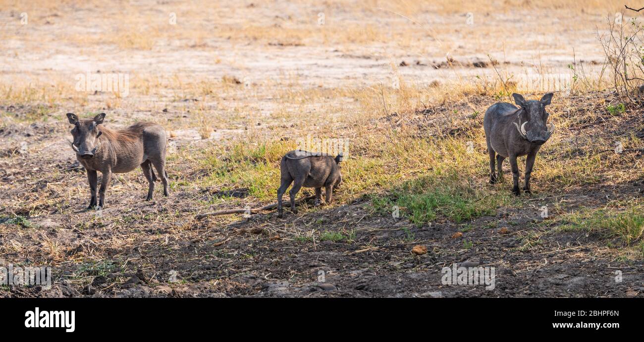 Gewöhnliche Warzenschweine (Phacochoerus africanus), die im Hwange Nationalpark, Südafrika, entdeckt wurden Stockfoto