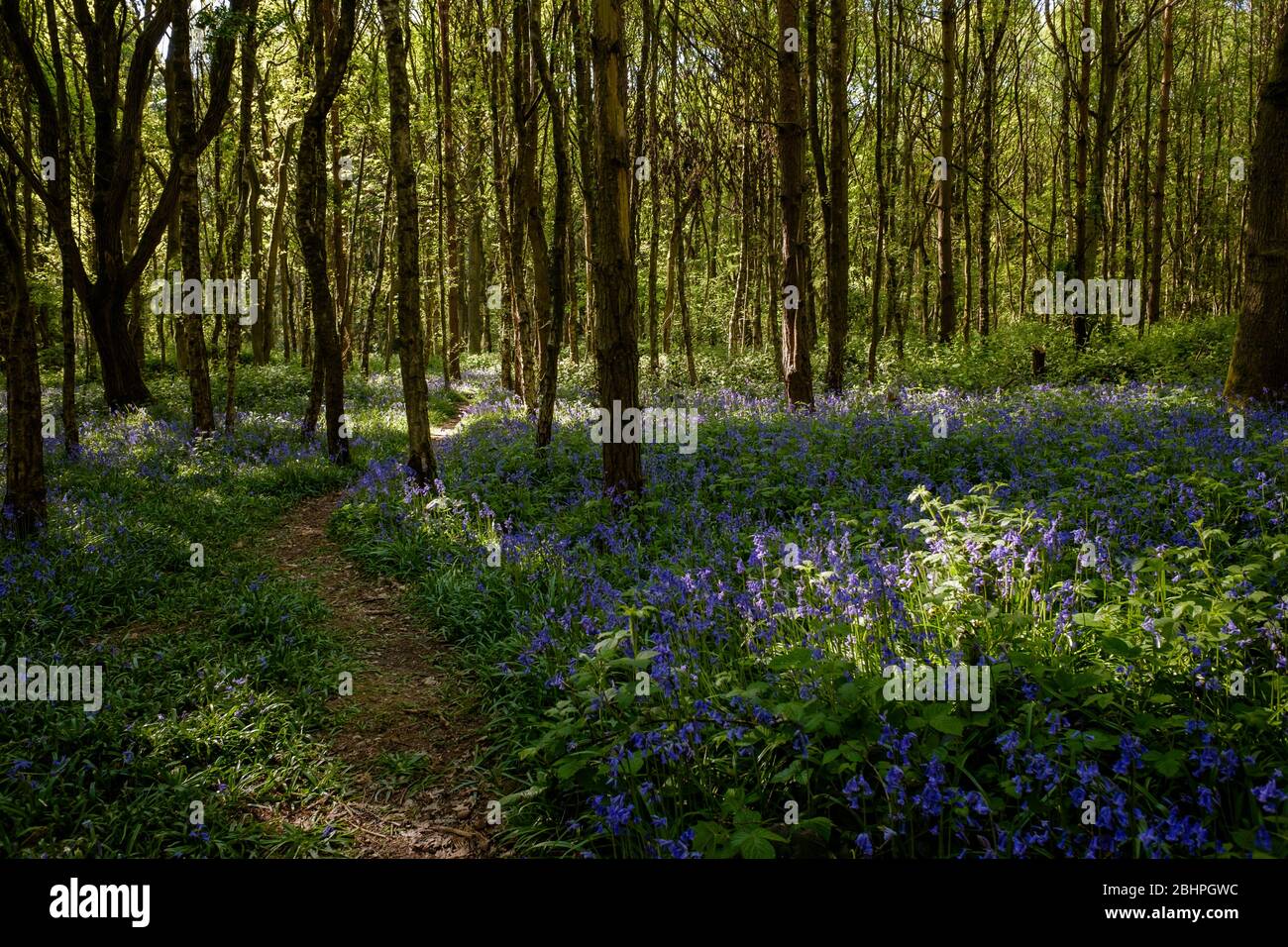 Ein Weg durch den Wald an einem sonnigen Tag, wo die Blauglocken blühen. Stockfoto