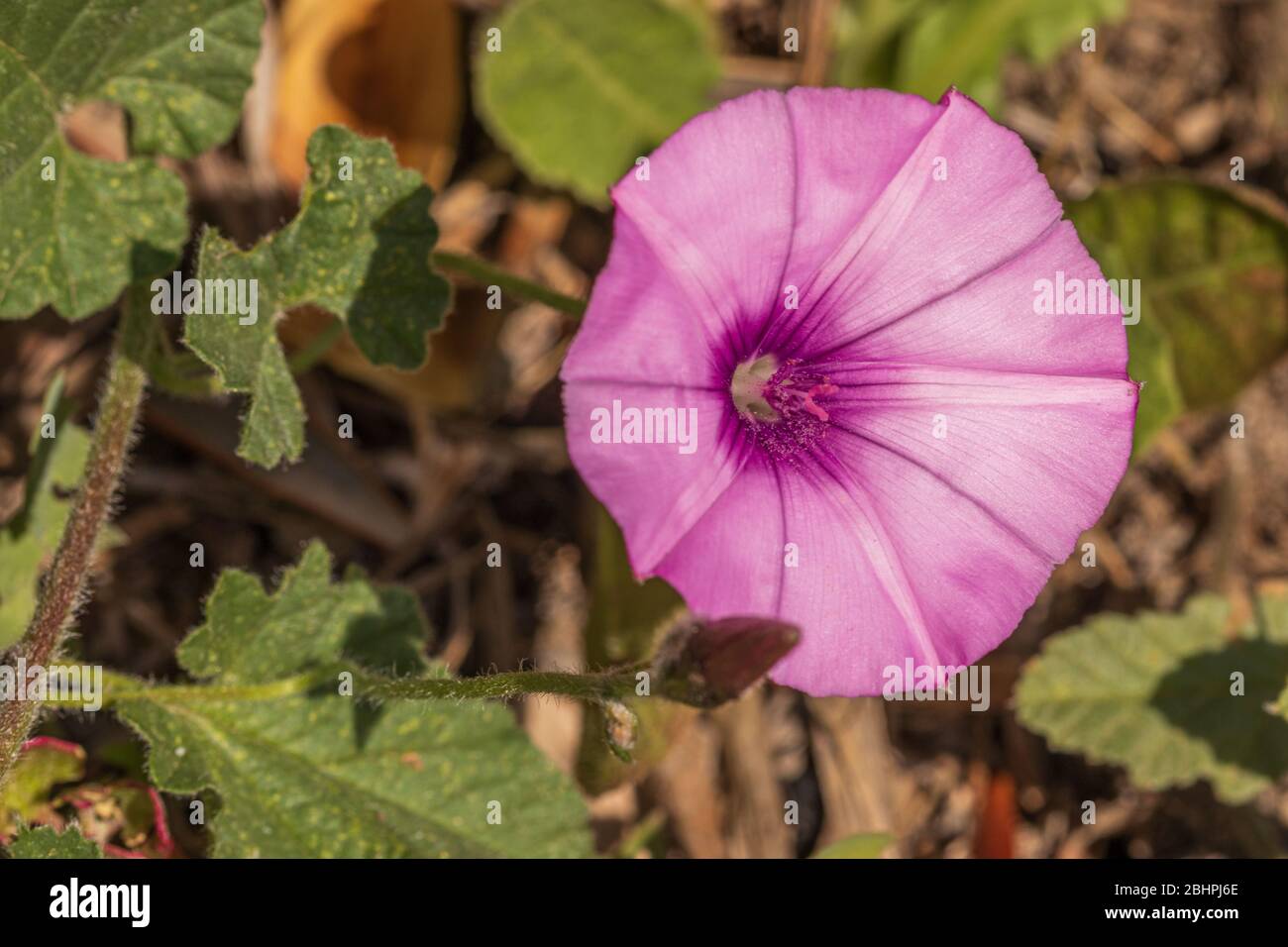 Convolvulus althaeoides, Malwes Bindweed Flower Stockfoto