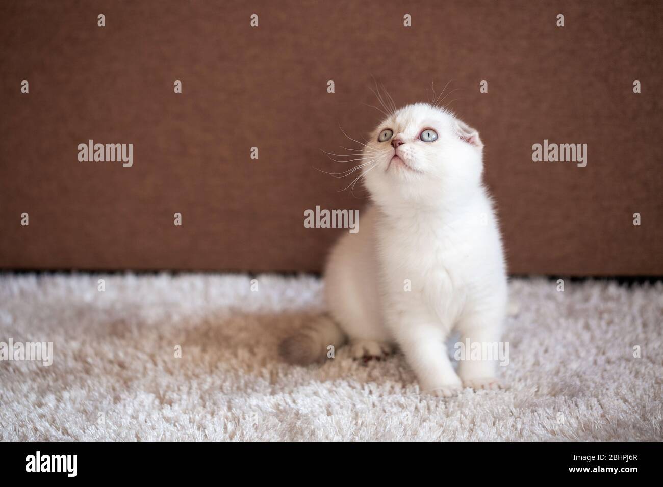 Ein süßes schottisches Faltenkätzchen sitzt auf einer weichen Matte und schaut nach oben und beobachtet. Stockfoto