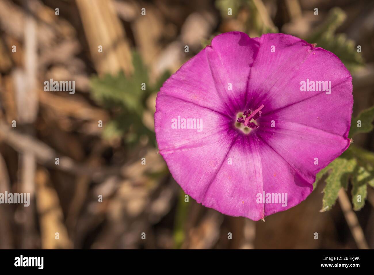 Convolvulus althaeoides, Malwes Bindweed Flower Stockfoto