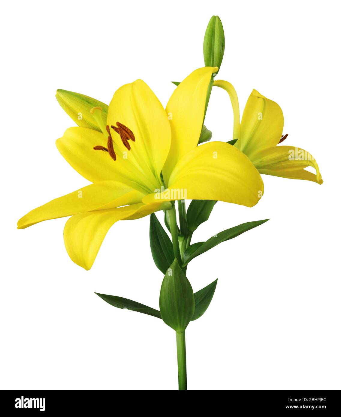 Schöne gelbe Lilien (Lilium, Liliengewächse) mit Knospen auf weißem Hintergrund isoliert, einschließlich Clipping-Pfad. Deutschland Stockfoto