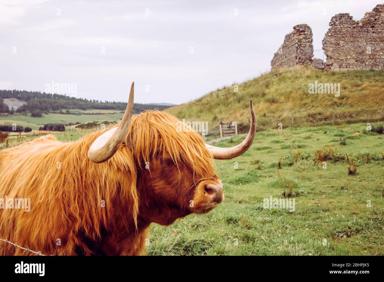 Eine schottische Rasse Hochlandkuh auf Weide mit 12. Jahrhundert Castle Roy auf dem Hintergrund. Schottland, Großbritannien. Stockfoto