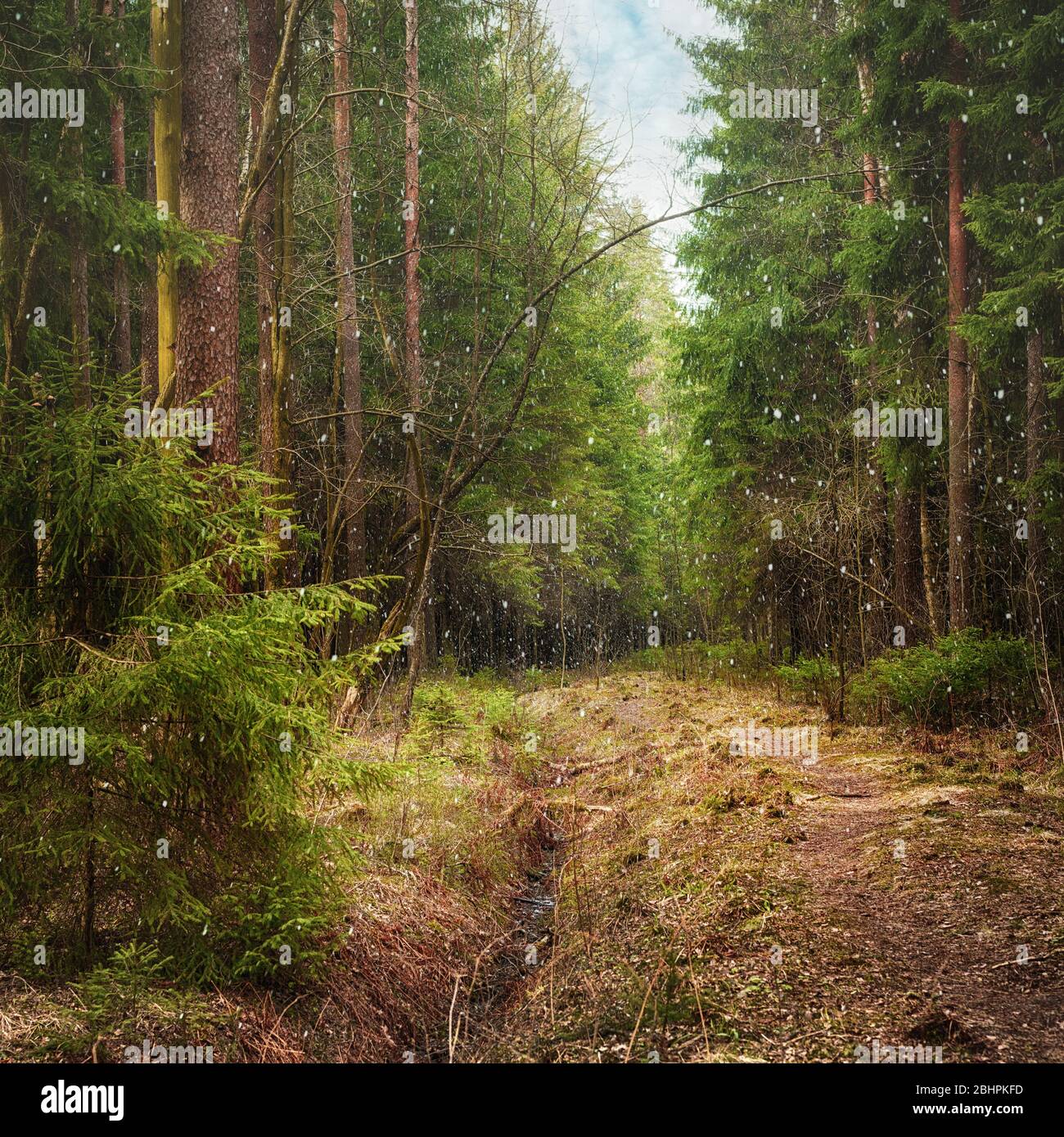 Schnee im tiefgrünen Wald. Quadratische Zusammensetzung Stockfoto