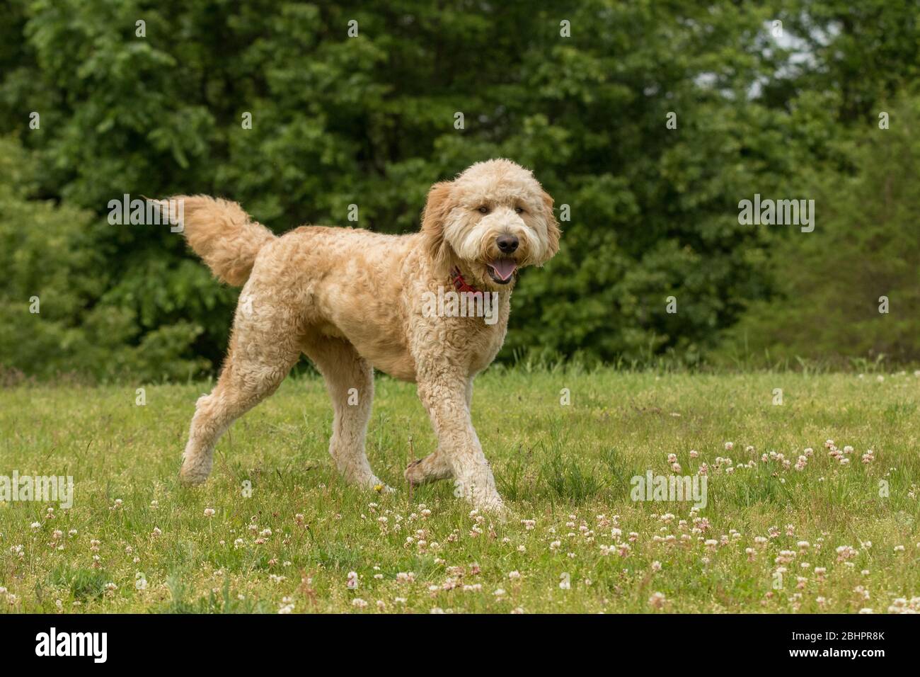 Ein goldener Kritzel, der auf einer grünen Wiese läuft Stockfoto