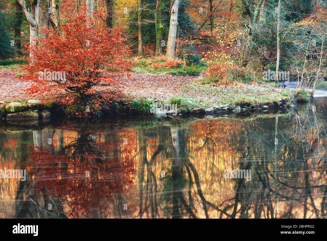 Herbstreflexionen entlang des Flusses Teign in Drewsteignton Stockfoto