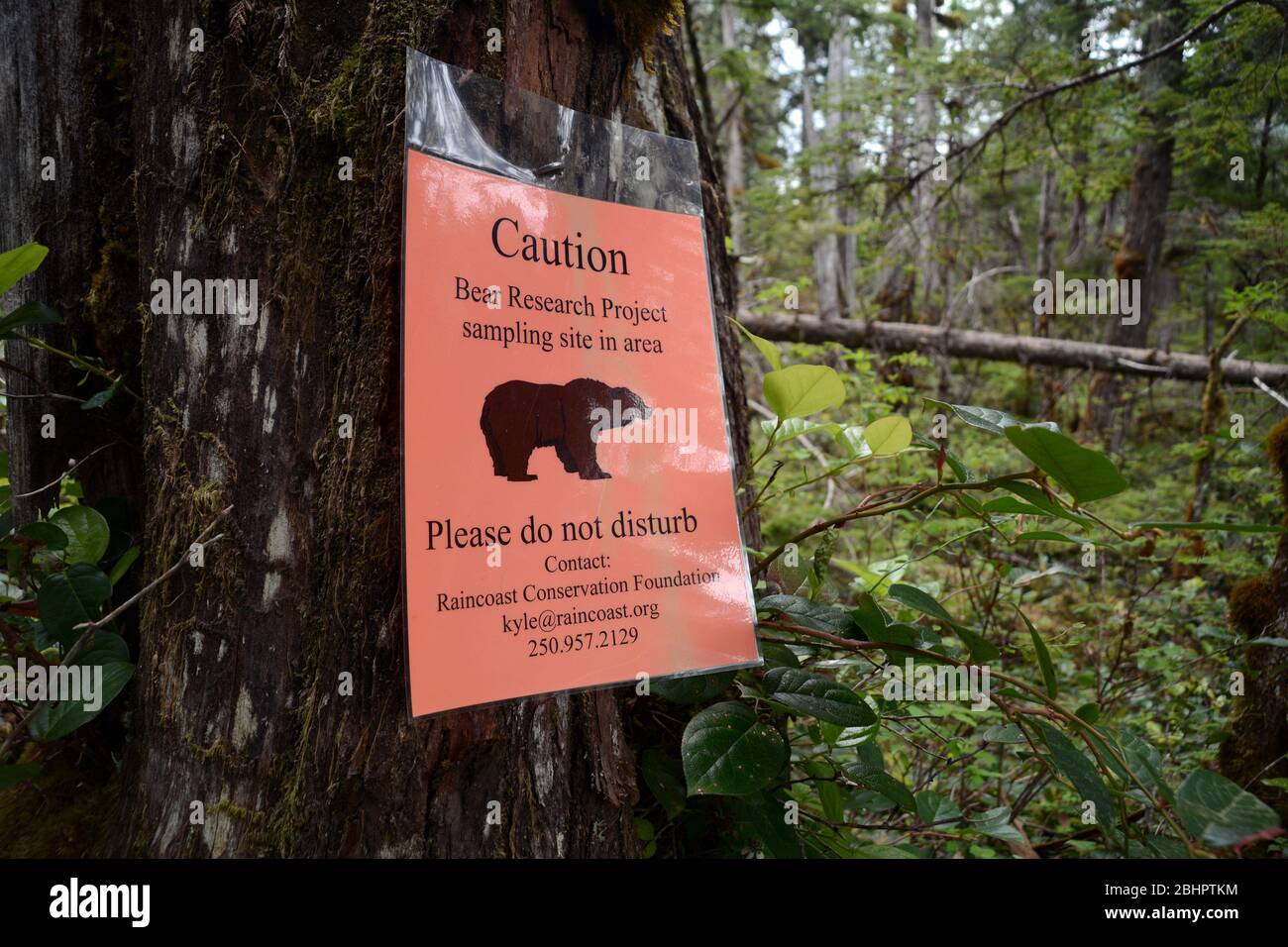 Eine Forschungsstelle, die Haarproben für eine wissenschaftliche DNA-Studie über Grizzly-Bären im Great Bear Rainforest in British Columbia, Kanada, sammelt. Stockfoto