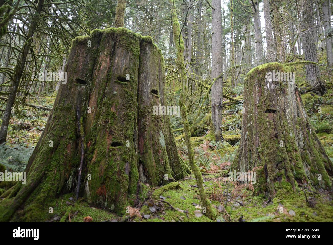 Zwei große alte Western Red Cedar Baumstümpfe, vor Jahrzehnten im gemäßigten Regenwald in der Nähe von Harrison Hot Springs, British Columbia, Kanada. Stockfoto