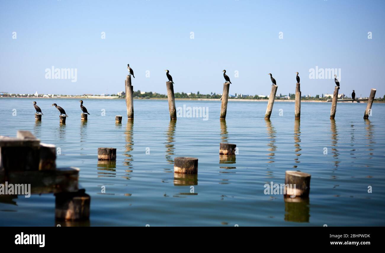 Vögel halten soziale Distanz während der Quarantäne als Menschen. Die Enten auf dem See sitzen auf Holzpfosten. Naturlandschaft. Tiere sonnen sich Stockfoto