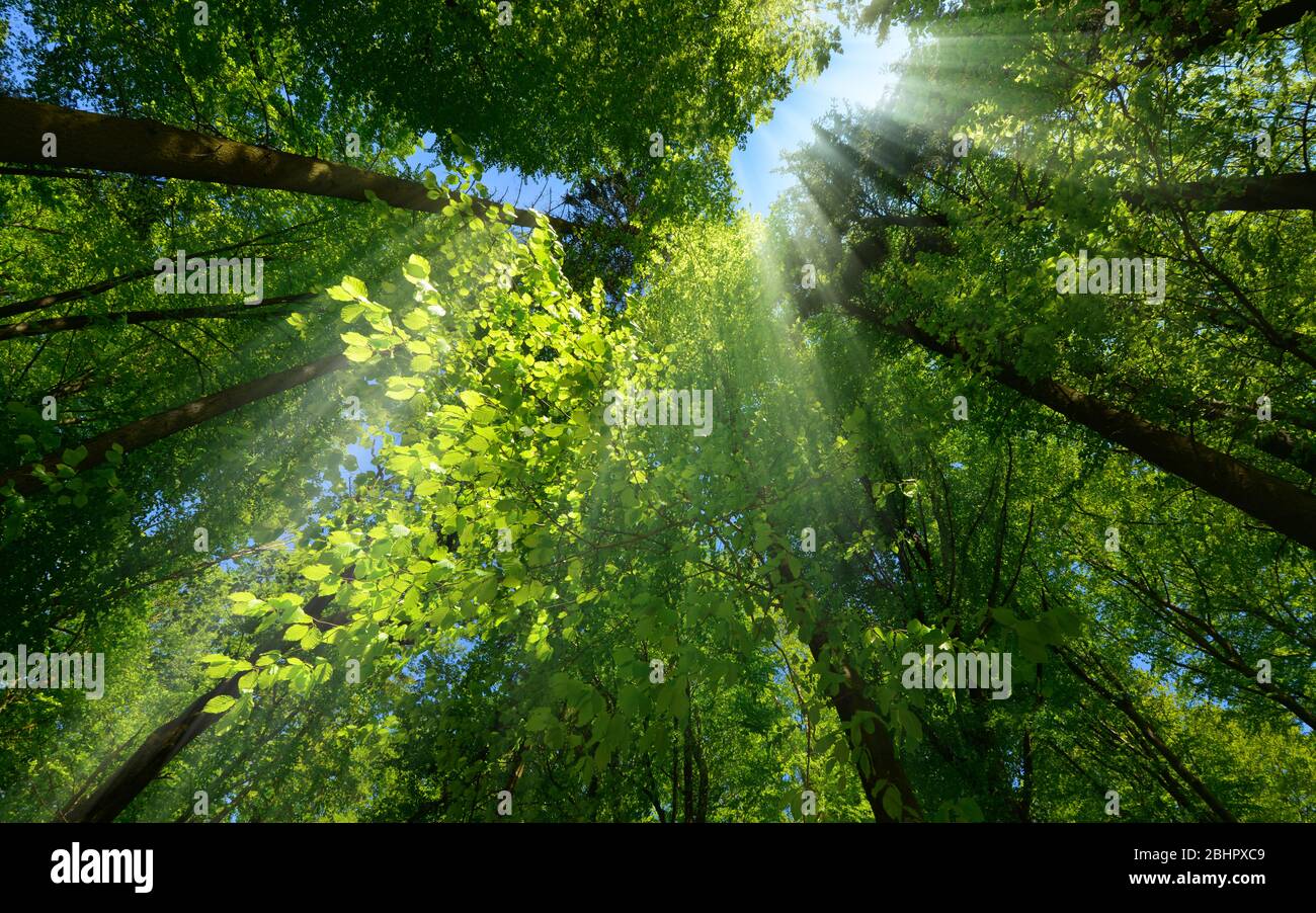 Strahlen des Lichts, die wunderschön durch das grüne Laub fallen und die Landschaft eines wunderschönen üppigen Baumes in einem Wald verbessern Stockfoto