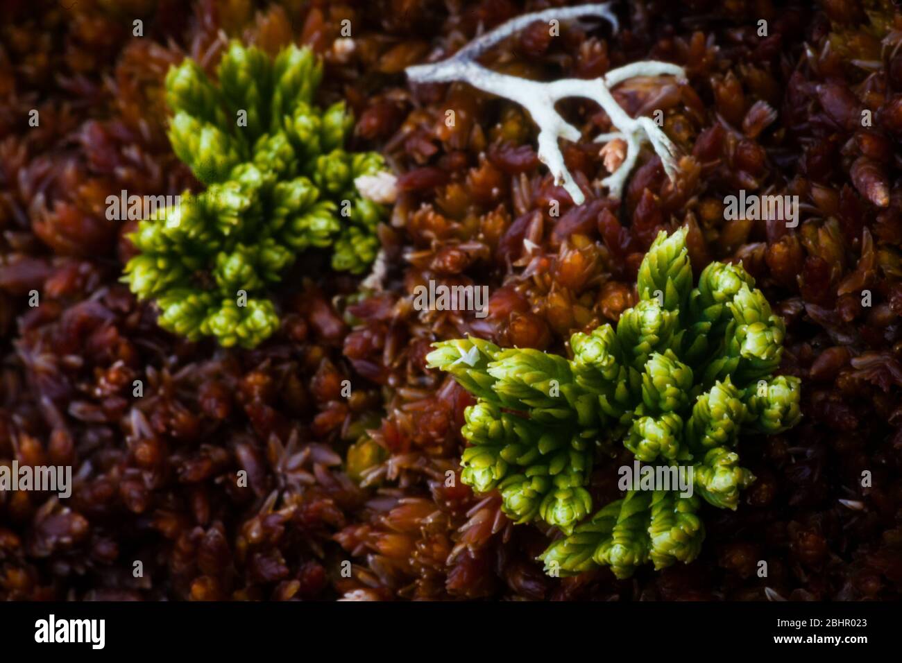 Moos und grüne Vegetation im Romsdalen Tal, Rauma kommune, Møre Og Romsdal, Norwegen. Stockfoto