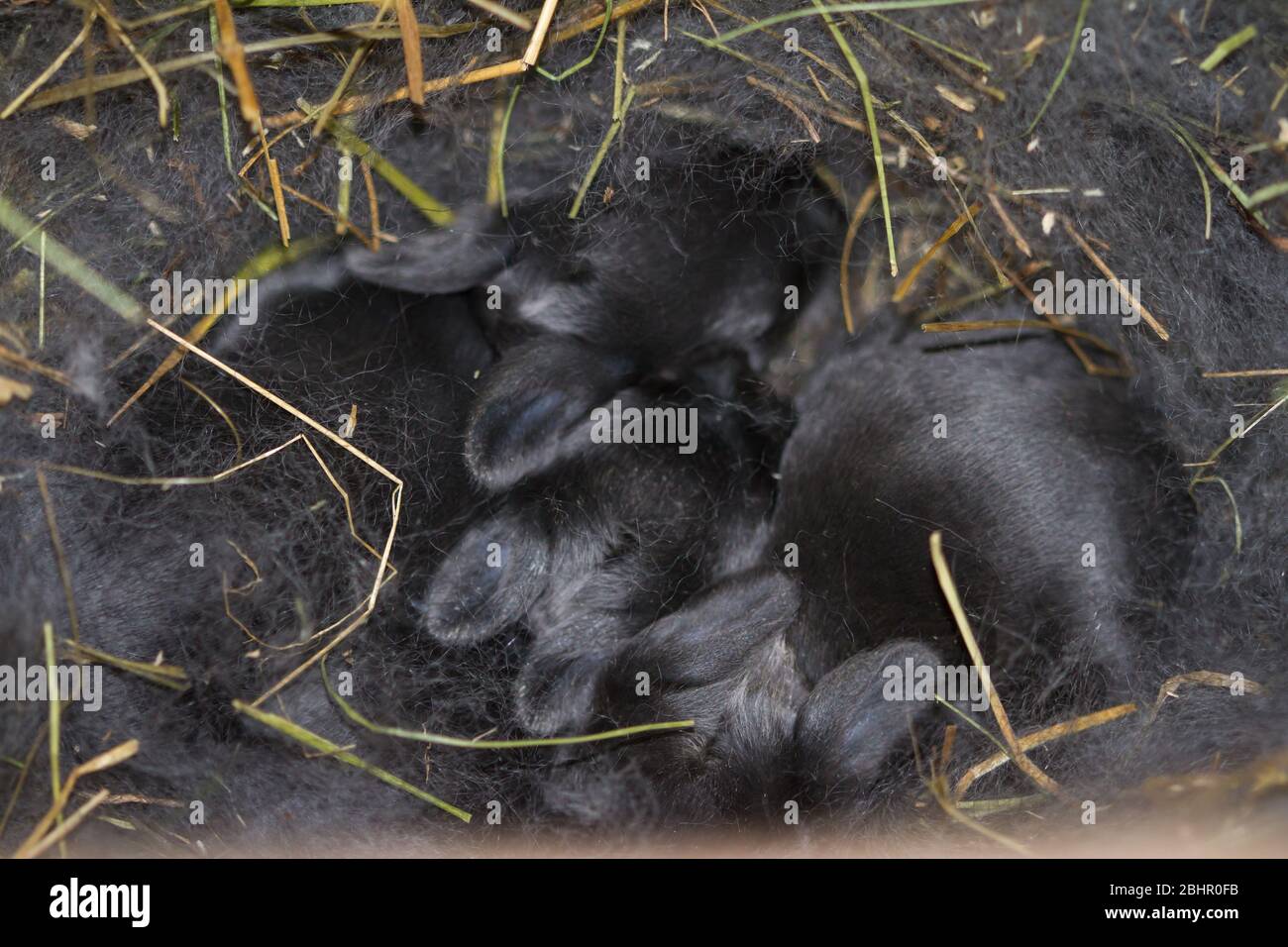 Ein neugeborener Wurf von Blauen Wiener Kaninchen (Oryctolagus cuniculus forma domestica) Stockfoto