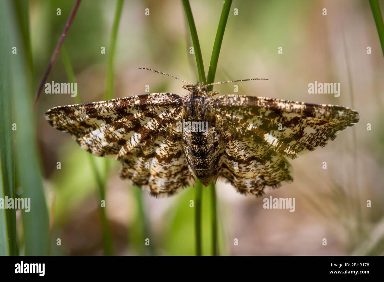 Braune weiße Motte Stockfoto