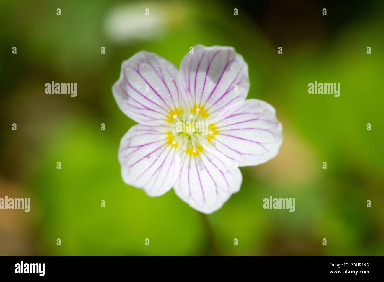 Waldsauerklee (Oxalis acetosella) Stockfoto