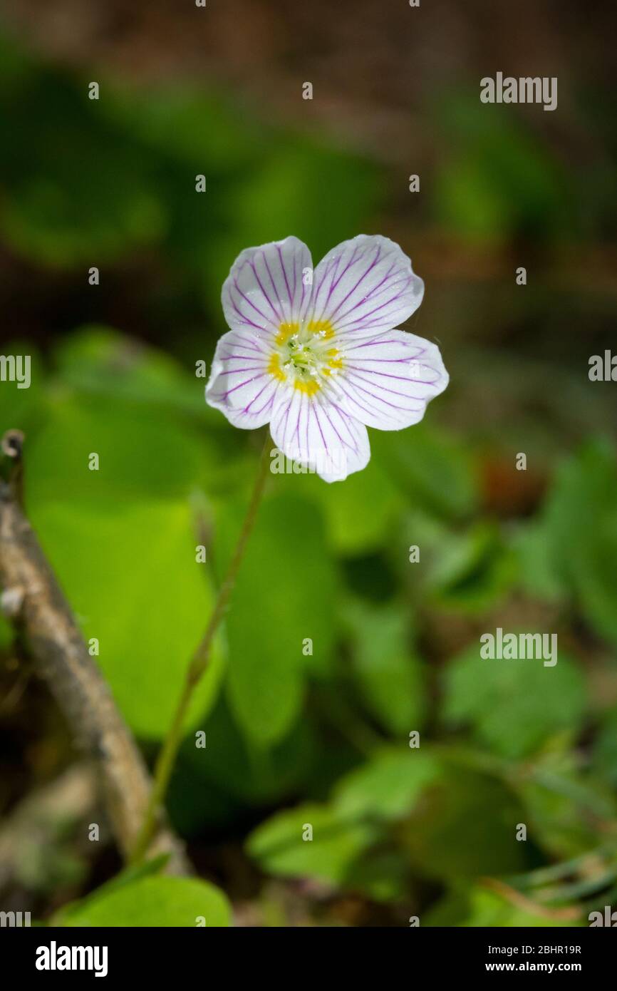 Waldsauerklee (Oxalis acetosella) Stockfoto