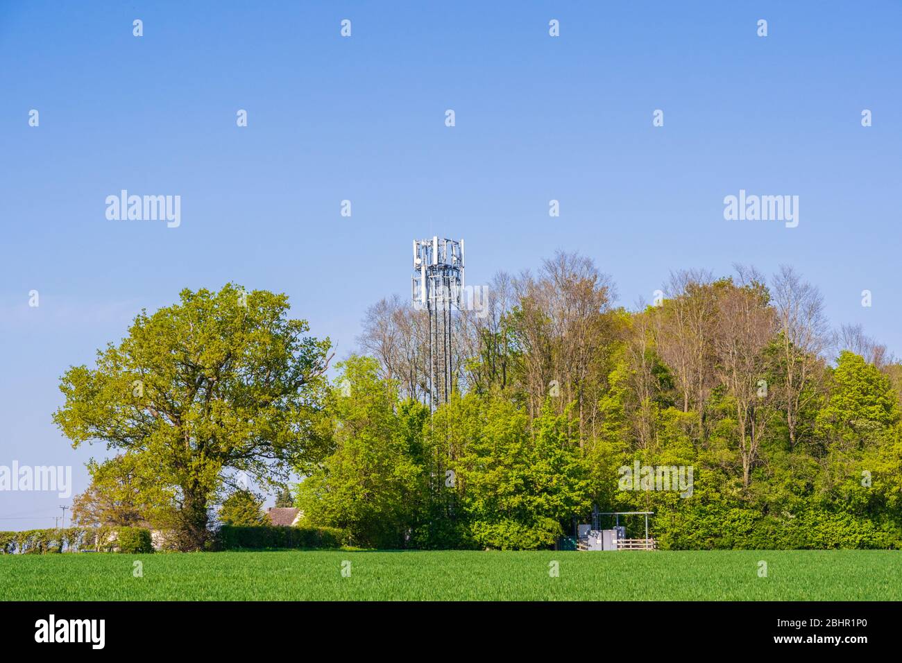 Handy-Mast teilweise von Bäumen auf dem Land verdeckt. Viel Hadham, Hertfordshire. VEREINIGTES KÖNIGREICH Stockfoto