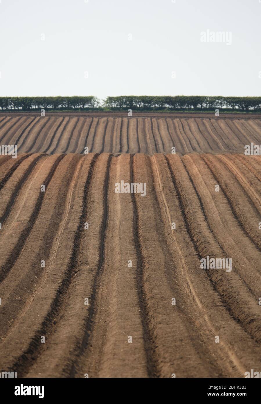 Grat und Furche gepflügt Feld in England, Großbritannien. Stockfoto