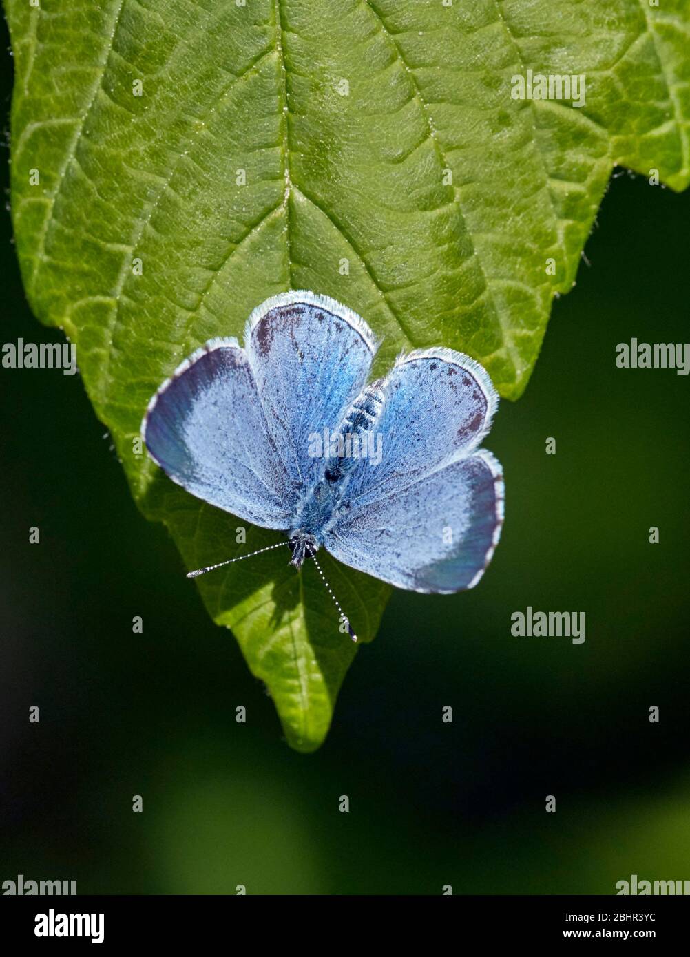 Holly Blue weiblich. Hurst Meadows, East Molesey, Surrey, England. Stockfoto