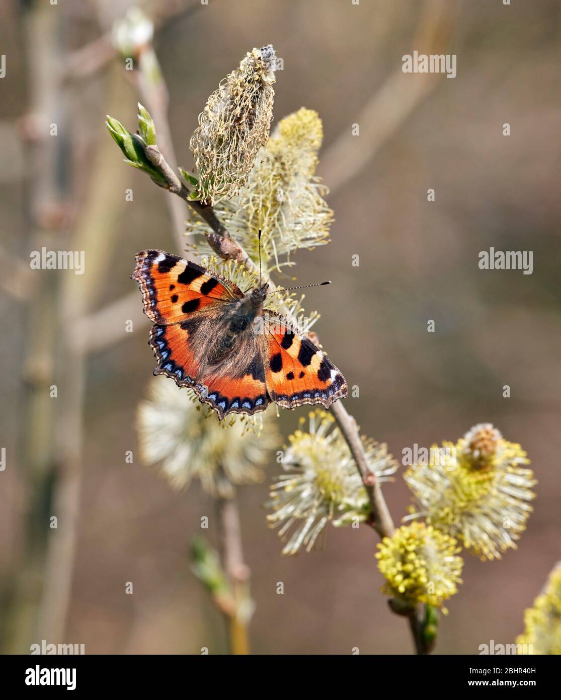 Kleine Tortoiseshell Nektaring auf Weidenkatzen. Hurst Meadows, East Molesey, Surrey, England. Stockfoto