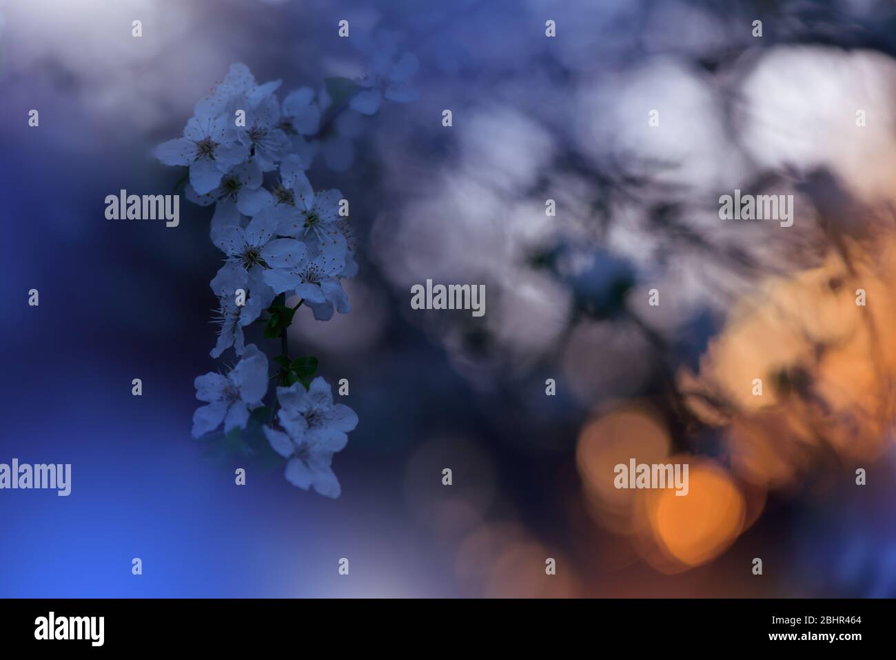 Schöne Natur Hintergrund.Floral Art Design.Abstrakte Makro-Fotografie.Bunte Blume.Blühende Frühlingsblumen.Kreative Künstlerische Wallpaper.Blue Sky. Stockfoto