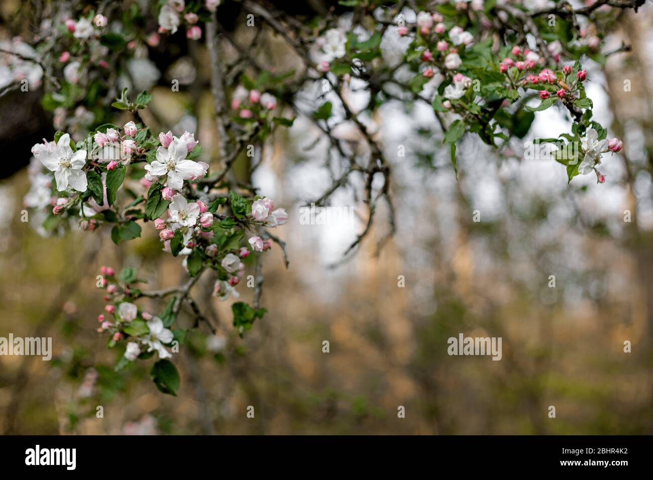 Äste aus Apfelblüten Stockfoto