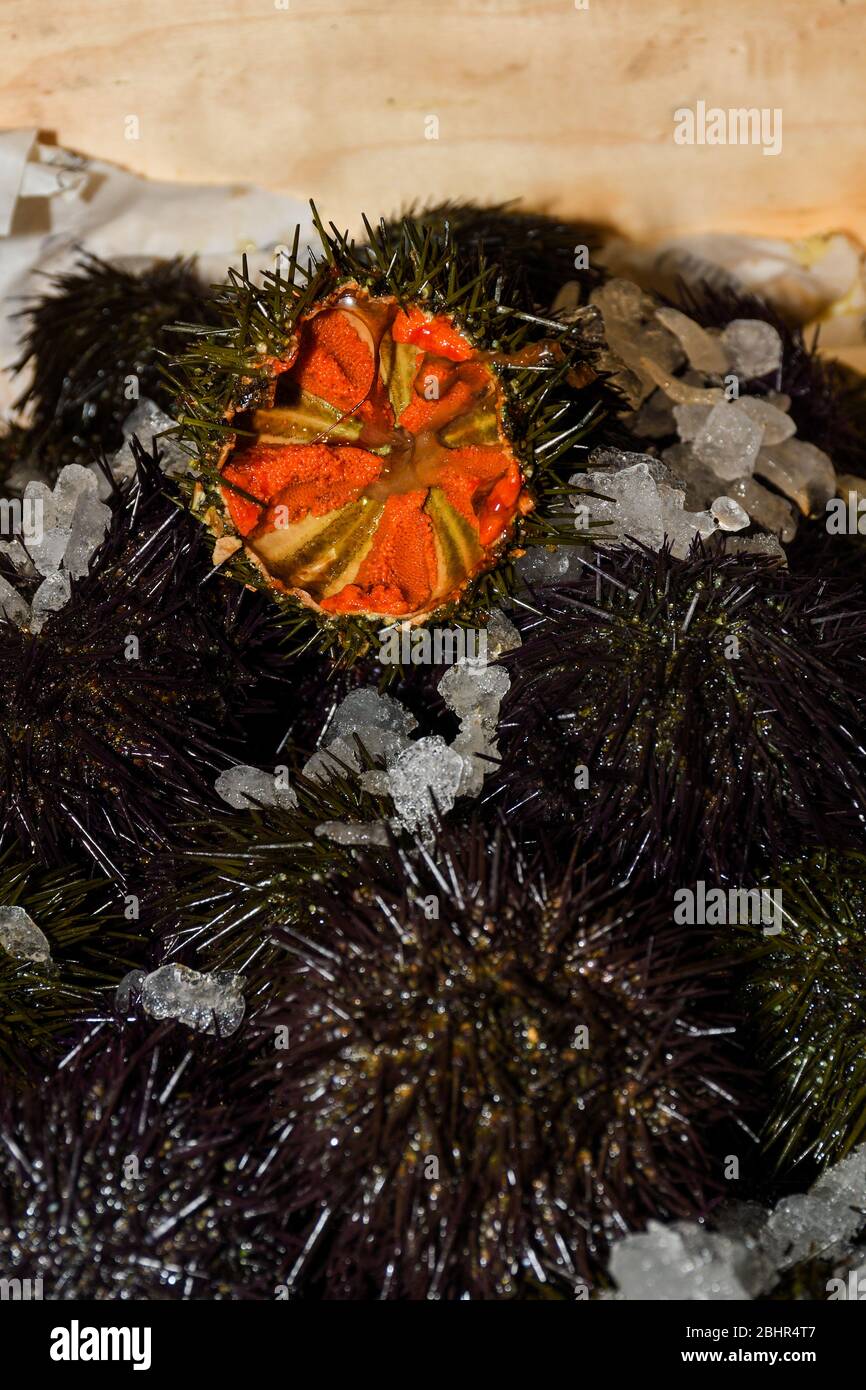 Seeigel, sind typischerweise stachelige, kugelförmige Tiere, Stachelhäuter in der Klasse Echinoidea. Meeresfrüchte auf Eis am Fischmarkt Stockfoto
