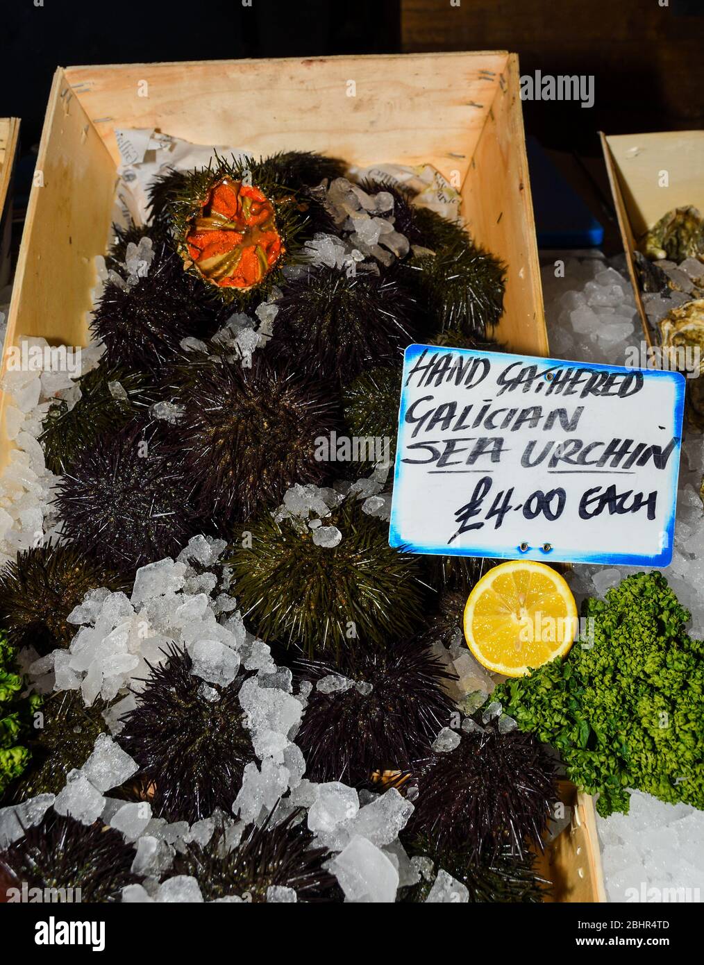 Seeigel, sind typischerweise stachelige, kugelförmige Tiere, Stachelhäuter in der Klasse Echinoidea. Meeresfrüchte auf Eis am Fischmarkt Stockfoto