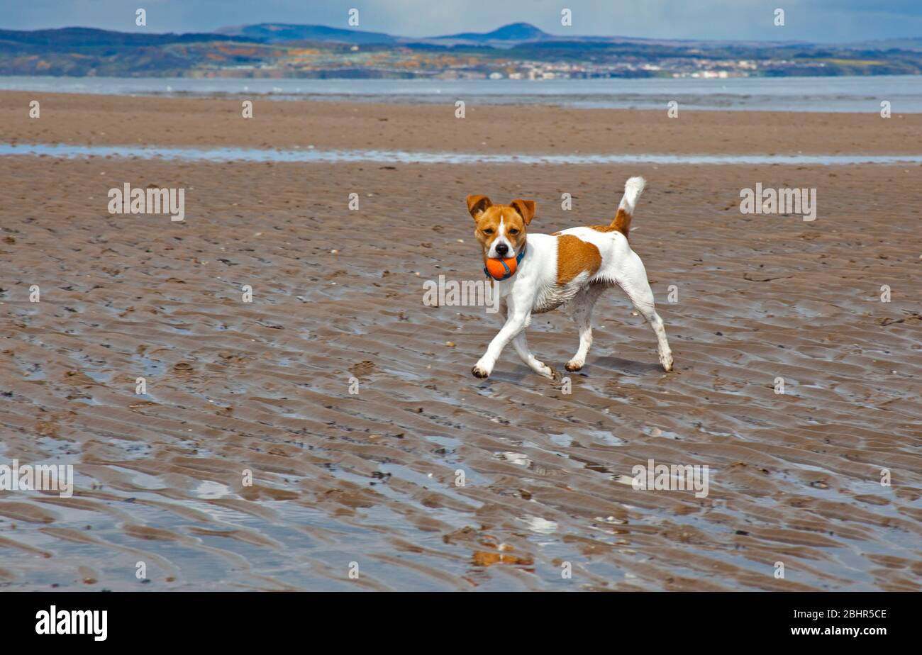 Portobello Beach, Edinburgh, Schottland, Großbritannien. April 2020. Eine Temperatur von 12 Grad mit Sonnenschein und Wolken sehr wenig Wind vor Mittag auf dem sehr ruhigen Strand mit dem gelegentlichen Hundespaziergang und Paare nehmen ihre zulässige Ausübung Zeit, vielleicht reflektieren die letzten 4 Wochen. Polizeiwagen mit zwei Beamten kamen auf der Promenade an und baten kleine Familiengruppen darum, nicht am Strand zu sitzen. Lois der Hund posiert mit seinem Ball. Quelle: Arch White/Alamy Live News Stockfoto