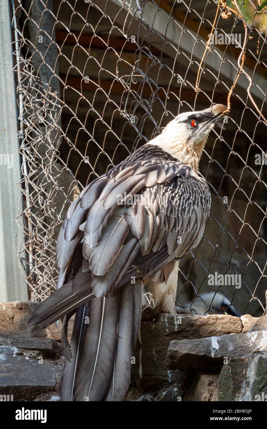 Erwachsene weiße Adlervogel in einem Käfig. Gefährlicher Vogel ist ein Raubvogel mit einem großen Schnabel hinter Gittern. Der Adler ist der größte Vertreter der gesamten Habichtsfamilie, ein starker und großer Begräbnisplatz Stockfoto
