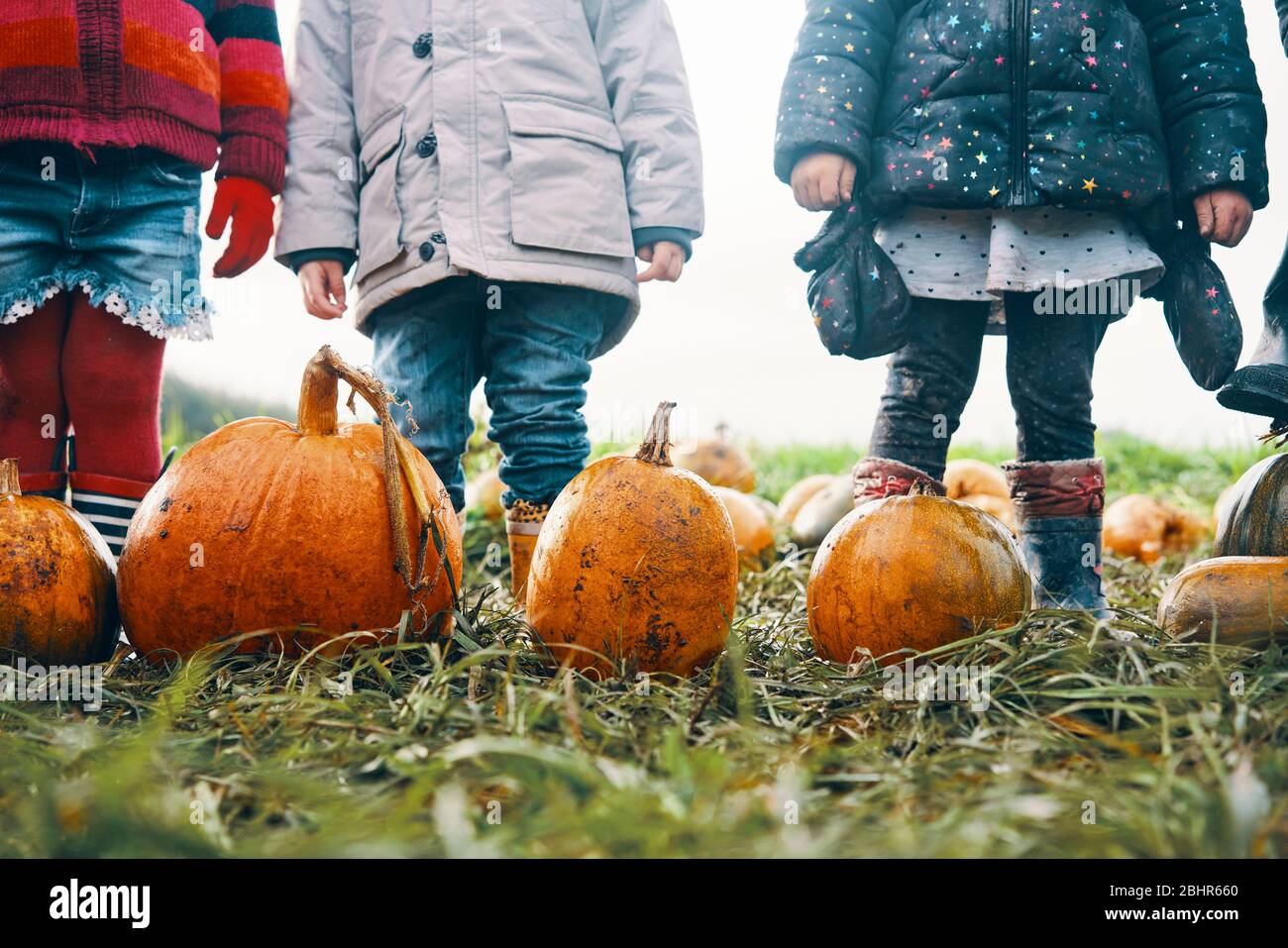 Drei Kinderbeine stehen in der Nähe von Kürbissen auf einem Feld. Stockfoto