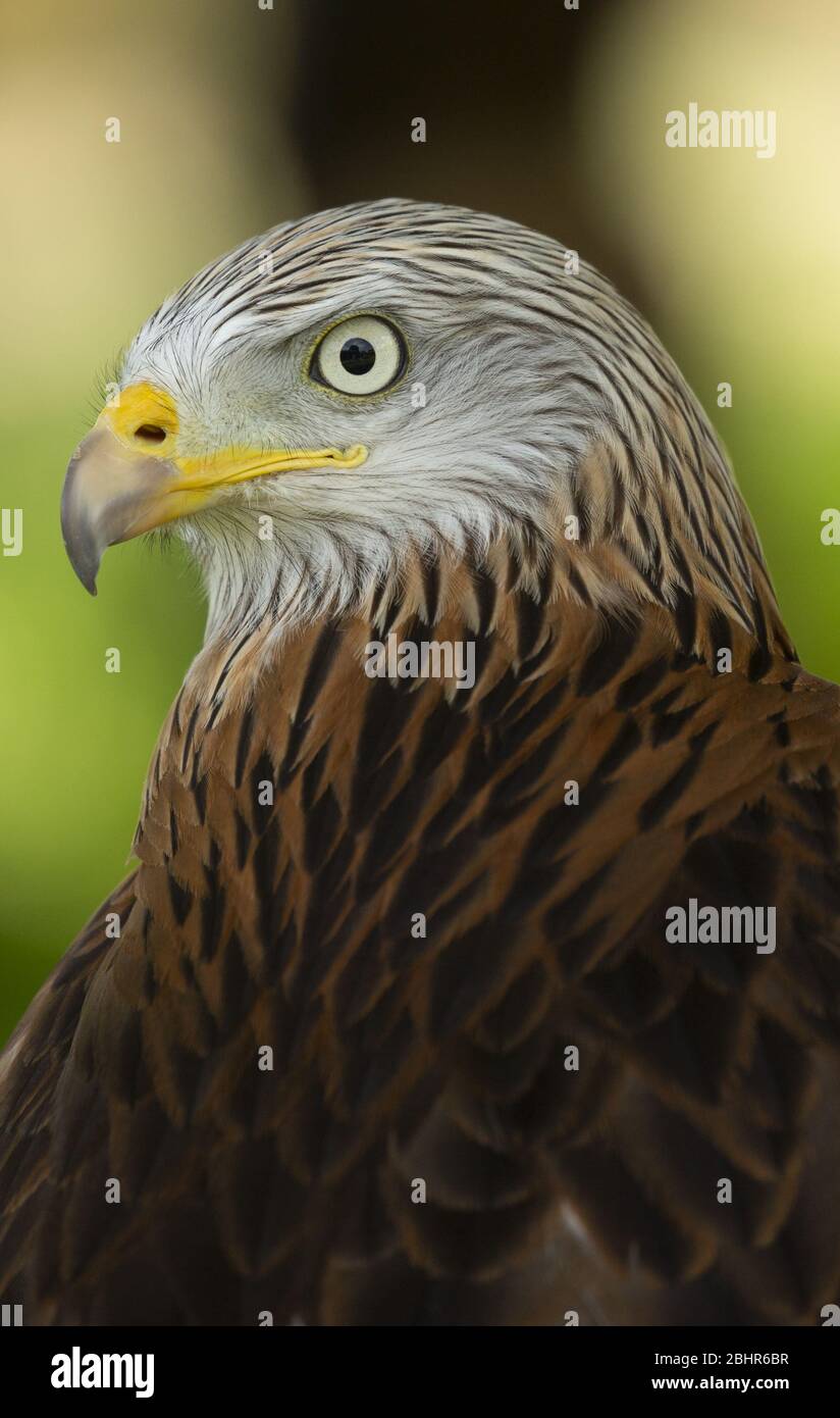 Portrait des roten Drachen, Großbritannien Stockfoto