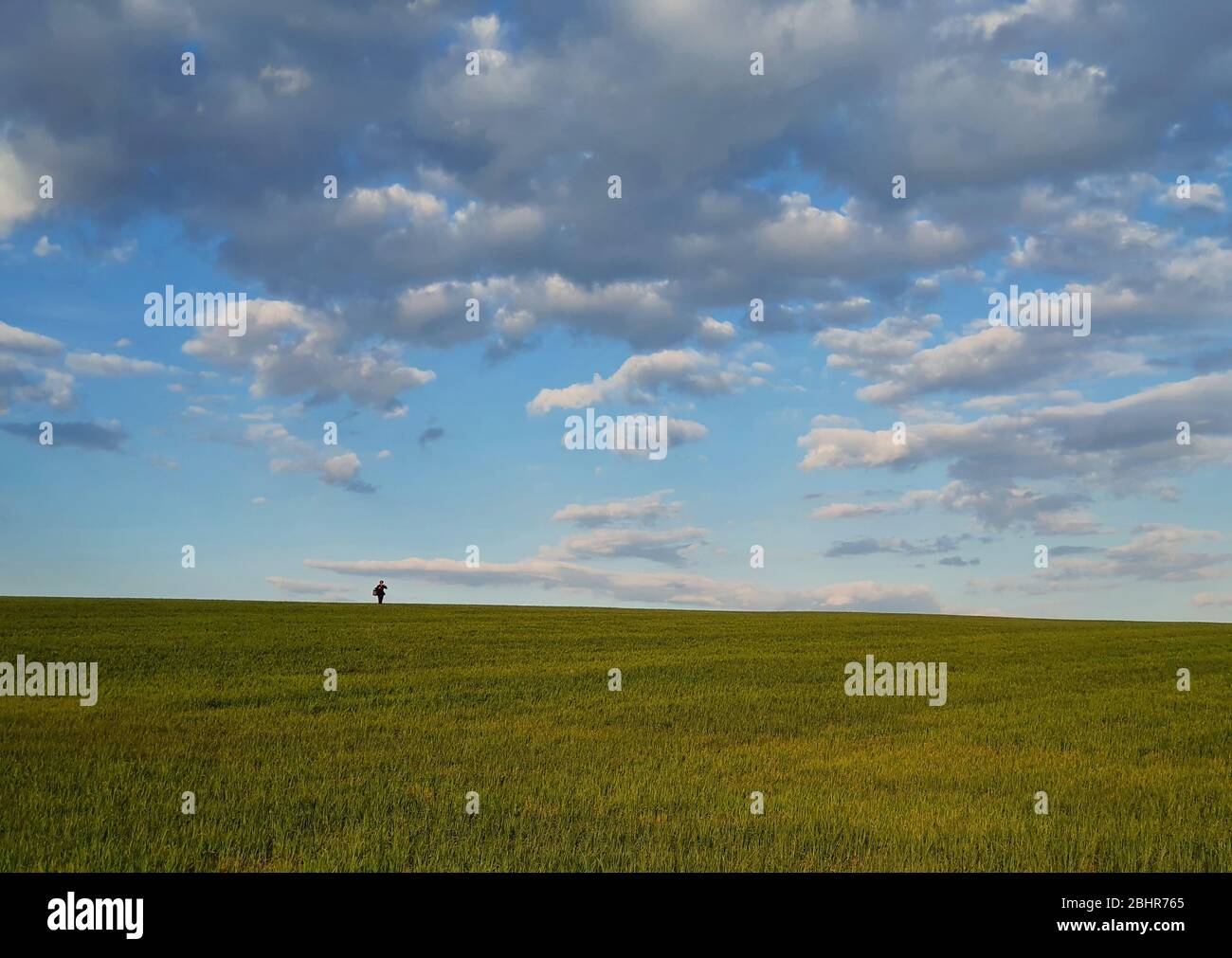 Winzige Person Silhouette am Horizont zu Fuß ein grünes Weizenfeld unter einem blauen Himmel mit flauschigen Wolken. Natürlicher Frühlingshintergrund, ruhige Szene, Idylle Stockfoto