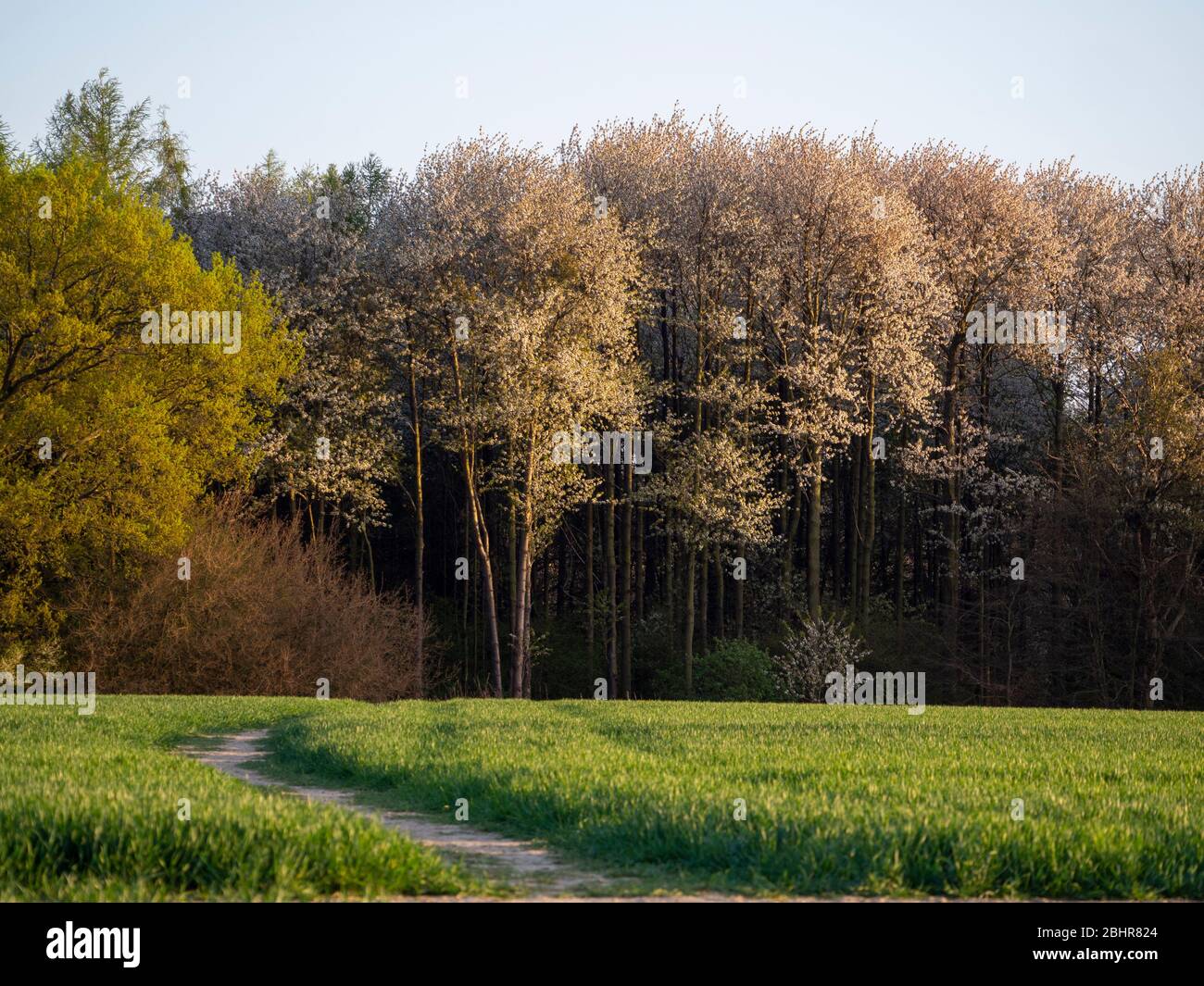 Ein Weg durch ein Maisfeld führt zu Wäldern mit frischen neuen Blättern auf den Laubbäumen und wilden Kirschblüten; blassblauen Himmel und wachsenden Mais. Stockfoto