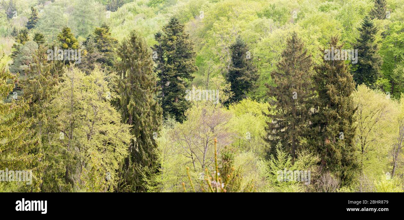 Nahaufnahme eines Mischwaldes mit Laub- und Nadelbäumen. Konzept für Umwelt, Natur, die Farbe Grün. 16:9-Panoramafotorformat. Bckground. Stockfoto
