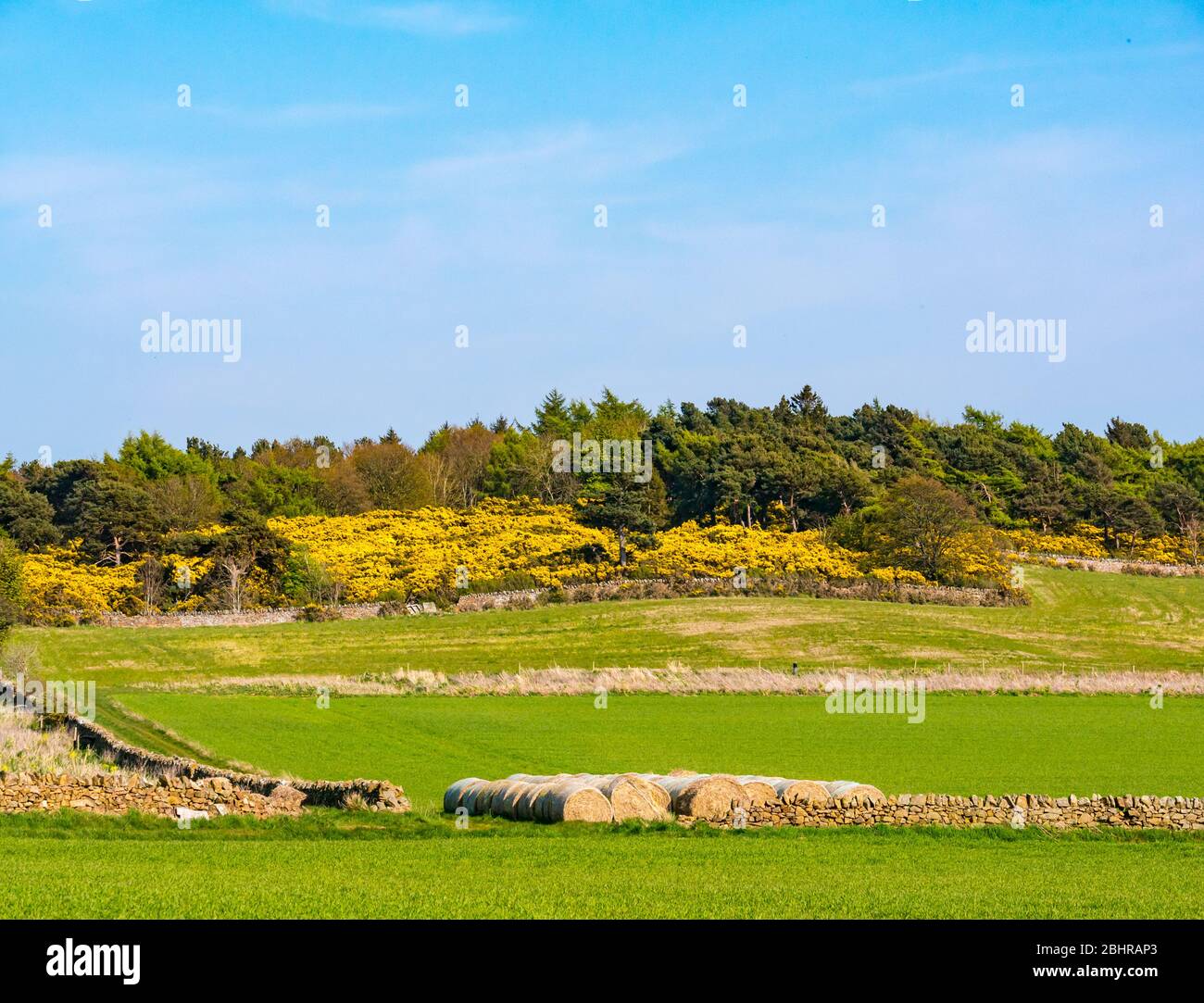 Blick über landwirtschaftliche Kulturfelder bis zu gelb blühendem Görse, Ulex, am Hang. East Lothian, Schottland, Großbritannien Stockfoto