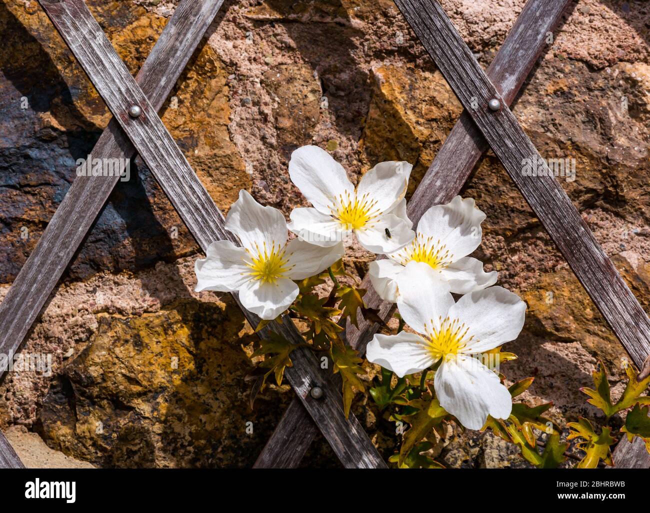 Weiße blühende Clematis (Ranunculaceae) auf Spalier gegen Steinwand bei Sonnenschein, Schottland, Großbritannien Stockfoto