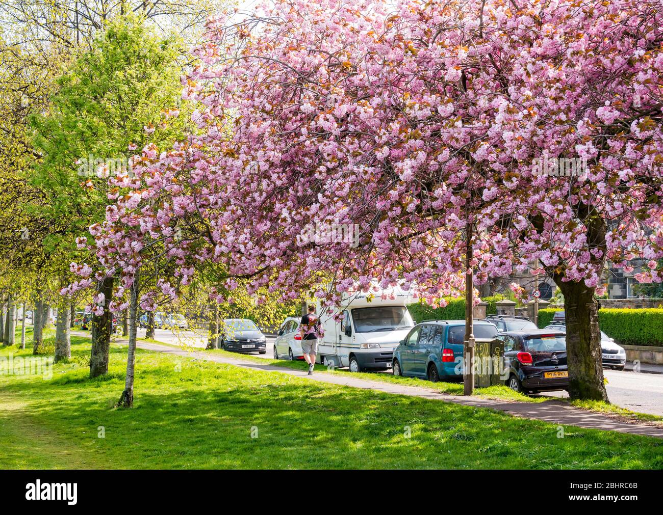 Rosa Kirschbaum Blüte im Frühling Sonnenschein, Leith Links, Edinburgh, Schottland, Großbritannien Stockfoto