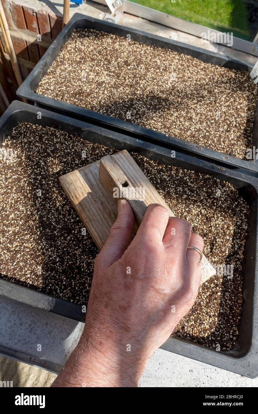Nahaufnahme eines Menschen, der Kompost in einer Samenschale einebnet, bereit für die Aussaat von Samen im Frühjahr England Vereinigtes Königreich GB Großbritannien Stockfoto