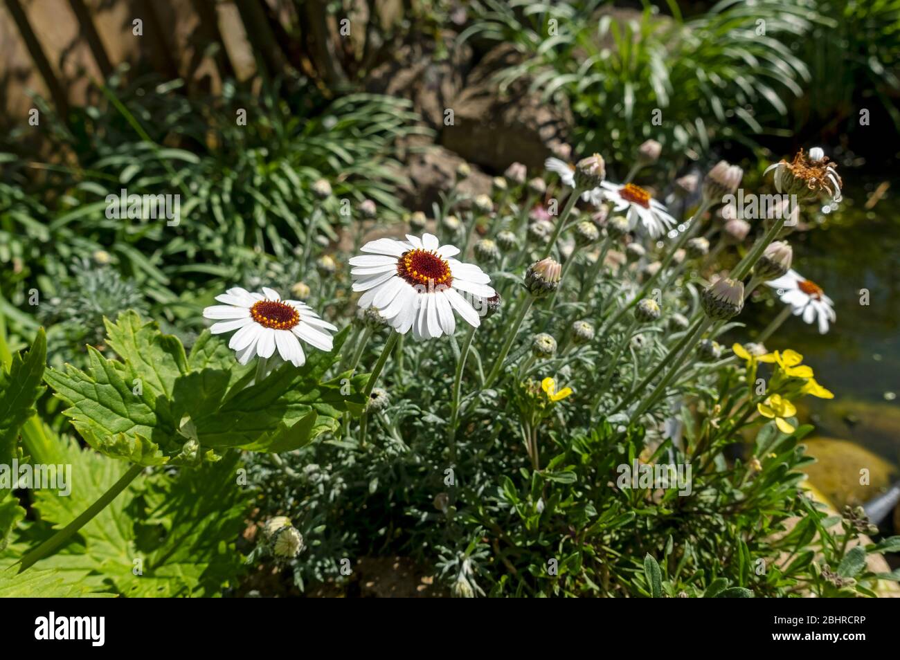 Nahaufnahme von Rhodanthemum 'African Eyes' Marokkanische Gänseblümchen weiße Blüten in einem Frühlingsgarten England Großbritannien GB Großbritannien Stockfoto