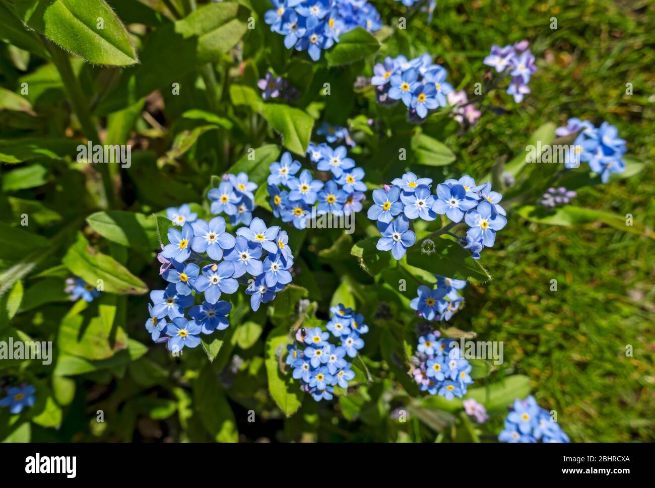 Nahaufnahme von blau Vergiss mich nicht Blume Blumen in einem Garten im Frühling England UK Vereinigtes Königreich GB Großbritannien Stockfoto